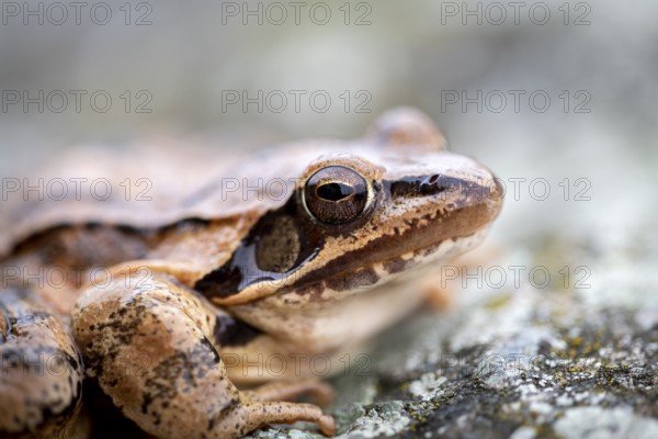 Common frog (Rana temporaria) sitting on stone, Lower Austria, Austria