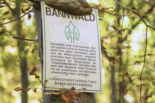 Protected forest, total reserve in the Swabian Jura in the Nenninger Valley with the ruins of Reussenstein Castle