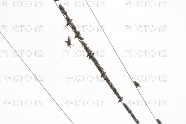 Swarm of starlings rest on a power line in the Swabian Jura