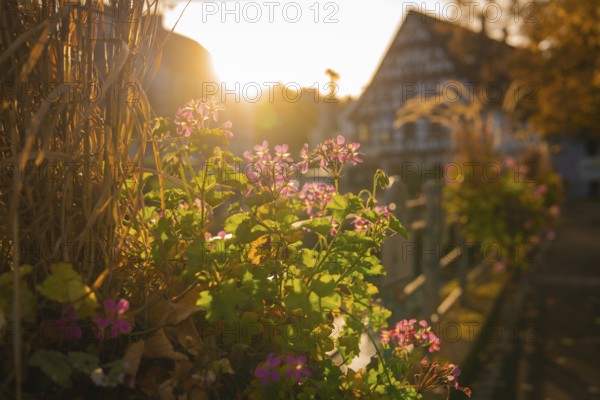 Flowers in warm sunlight, traditional building in the background, autumnal atmosphere, Aidlingen, Böblingen district, Germany