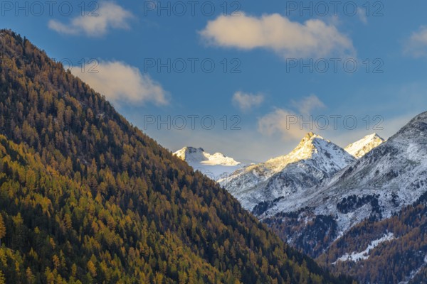 Mixed forest with larch trees (Larix) in autumn, mountain peaks with snow, autumn, Piz Sarsura, Piz Sarsura Pitschen, Piz d'Immez, Guarda, Engadin, Grisons, Switzerland