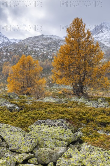 Larch trees (Larix) in autumn in front of mountain peaks with snow, autumn, Pontresina, Bernina Pass, Engadin, Grisons, Switzerland