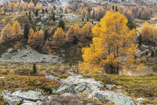 Larches (Larix) in autumn with snow, autumn, Pontresina, Bernina Pass, Engadin, Graubünden, Switzerland