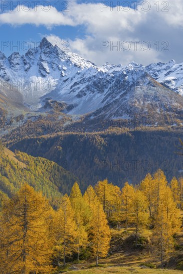 Larch trees (Larix) in autumn in front of mountain peaks with snow, autumn, Piz d'Arlas, Pontresina, Bernina Pass, Engadin, Grisons, Switzerland
