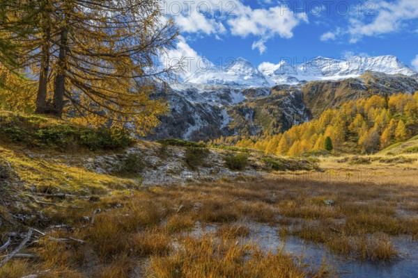 Larches (Larix) in autumn in front of mountain peaks with snow, autumn, Pontresina, Piz Arlas, Piz Cambrena, Piz d'Arlas, Punta Carale, Sassal Mason, Bernina Pass, Engadin, Grisons, Switzerland