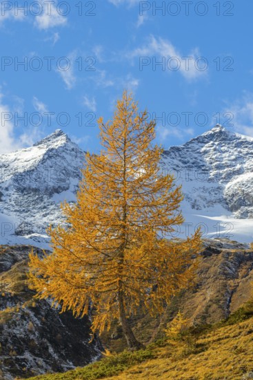 Larch (Larix) in autumn in front of mountain peaks, Punta Carale, Sassal Mason, autumn, Pontresina, Bernina Pass, Engadin, Grisons, Switzerland