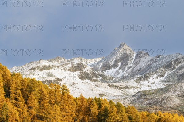 Larch forest (Larix) in autumn, mountain peaks with snow, autumn, Piz Campatsch, Guarda, Engadin, Grisons, Switzerland
