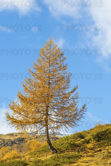 Larch (Larix) in autumn colors against blue skies, autumn, Pontresina, Bernina Pass, Engadin, Grisons, Switzerland