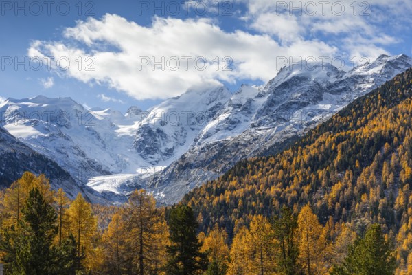 Morteratsch Glacier, mixed forest with larch trees (Larix) in autumn, Pontresina, Engadin, Graubünden, Switzerland