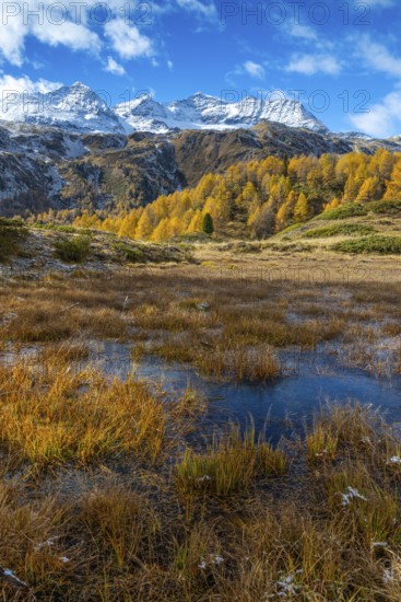 Larches (Larix) in autumn in front of mountain peaks, autumn, Pontresina, Piz Arlas, Piz Cambrena, Piz d'Arlas, Punta Carale, Sassal Mason, Bernina Pass, Engadin, Grisons, Switzerland