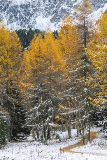 Hiking trail in the larch forest (Larix) in autumn, snow, autumn, Albula Pass, Engadin, Grisons, Switzerland