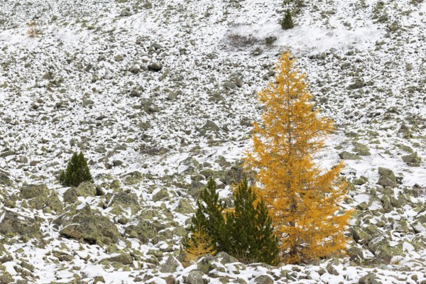 Larch (Larix) in autumn, snow, autumn, Albula Pass, Engadin, Grisons, Switzerland