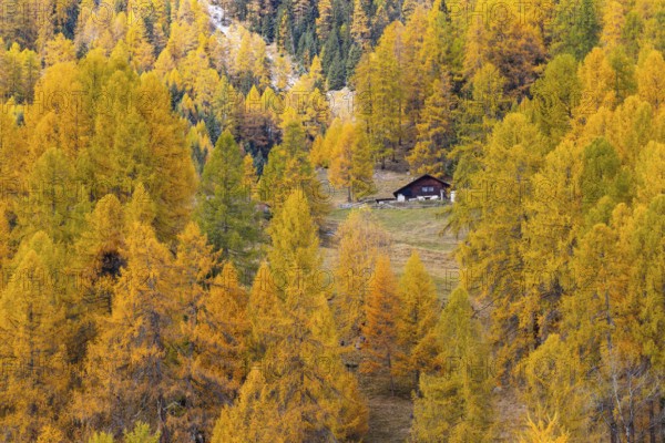 Wooden house in the middle of larches (Larix) in autumn, snow, autumn, Albula Pass, Engadin, Grisons, Switzerland