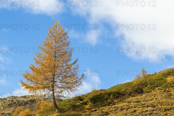 Larch (Larix) in autumn colors against blue skies, autumn, Pontresina, Bernina Pass, Engadin, Grisons, Switzerland