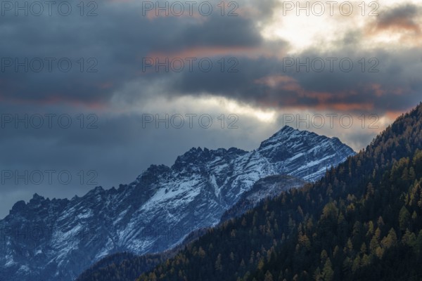 Mixed forest with larch trees (Larix) in autumn, mountain peaks with snow, autumn, dawn, Piz Pisoc, Lavin, Engadin, Grisons, Switzerland