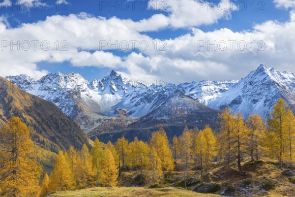 Larch trees (Larix) in autumn in front of mountain peaks with snow, autumn, Piz Sena, Piz dal Teo, Pontresina, Bernina Pass, Engadin, Grisons, Switzerland