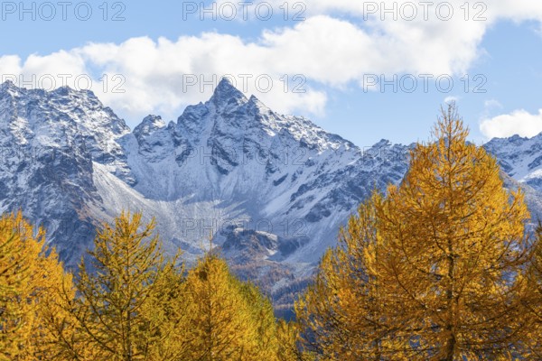 Larch trees (Larix) in autumn in front of mountain peaks, autumn, Piz dal Teo, Pontresina, Bernina Pass, Engadin, Grisons, Switzerland