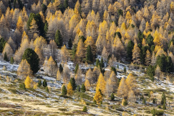 Mixed forest with larches (Larix) in autumn, autumn, Pontresina, Engadin, Grisons, Switzerland