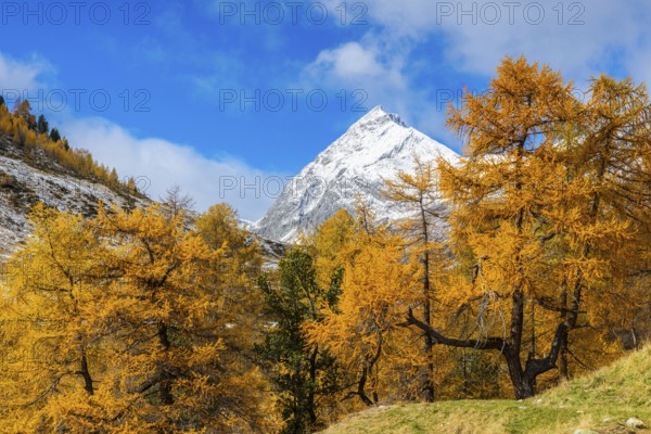 Larch forest (Larix) in autumn, mountain peaks with snow, autumn, Piz Üertsch, Albula Pass, Engadin, Grisons, Switzerland