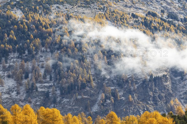 Lärchenwald Larix) in autumn weather on the mountain, fog, autumn, Stazersee, Celerina/Schlarigna, Engadin, Grisons, Switzerland