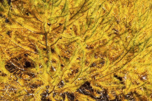 Larch (Larix) in autumn, autumn, Pontresina, Bernina Pass, Engadin, Grisons, Switzerland