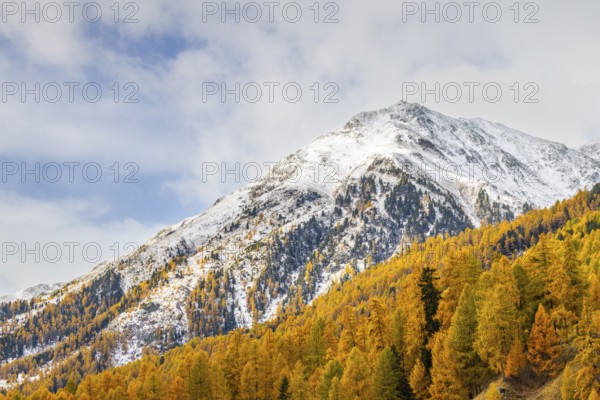 Larch forest (Larix) in autumn, mountain peaks with snow, autumn, Piz Mezzaun, Albula Pass, Engadin, Grisons, Switzerland