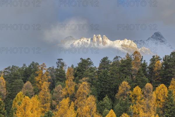 Mixed forest with larches (Larix) in autumn foliage off Piz Muragl, mountain peaks, Celerina/Schlarigna, Engadin, Grisons, Switzerland