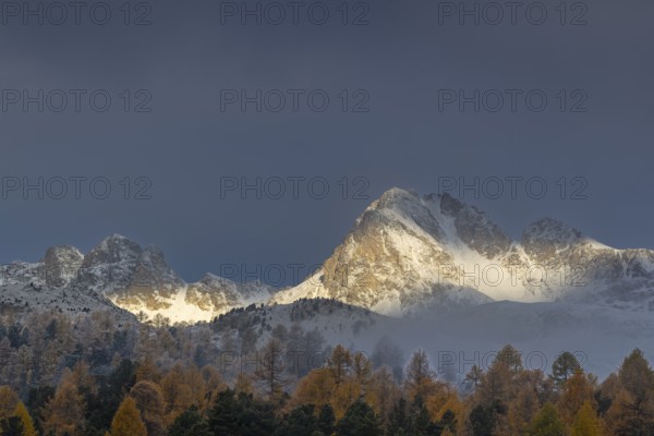 Mixed forest with larches (Larix) in autumn foliage off Piz Muragl and La Sours, mountain peaks, Celerina/Schlarigna, Engadin, Graubünden, Switzerland