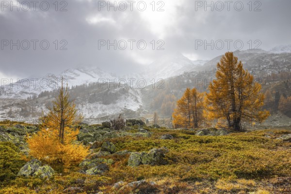 Larch trees (Larix) in autumn in front of mountain peaks with snow, autumn, Pontresina, Bernina Pass, Engadin, Grisons, Switzerland