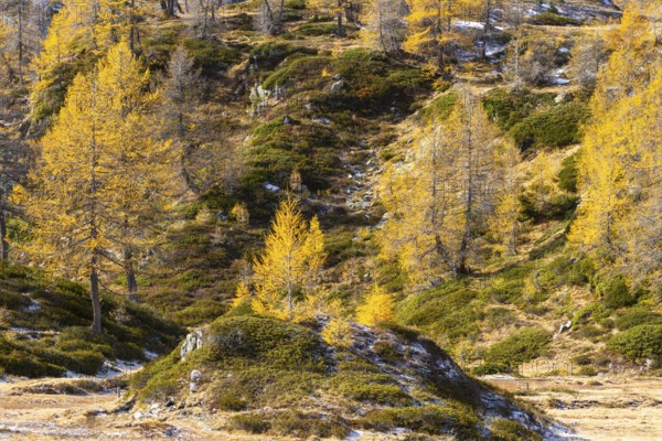 Larches (Larix) in autumn, autumn, Pontresina, Engadin, Grisons, Switzerland