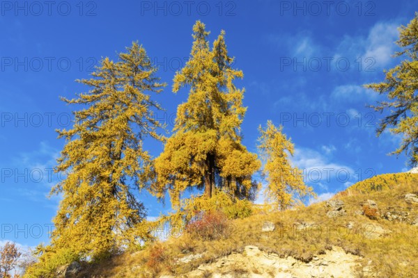 Larch trees (Larix) in autumn against a blue sky, autumn, Guarda, Engadin, Grisons, Switzerland