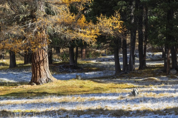 Larch Larix) in autumn color with frost, autumn, Engadin, Graubünden, Switzerland