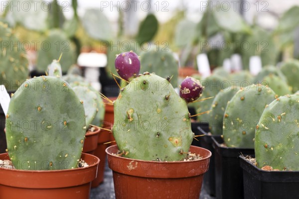 Many small Opuntia cactus plants, one with purple buds, likely Opuntia stricta. Shows detailed texture and vibrant colors of desert plant