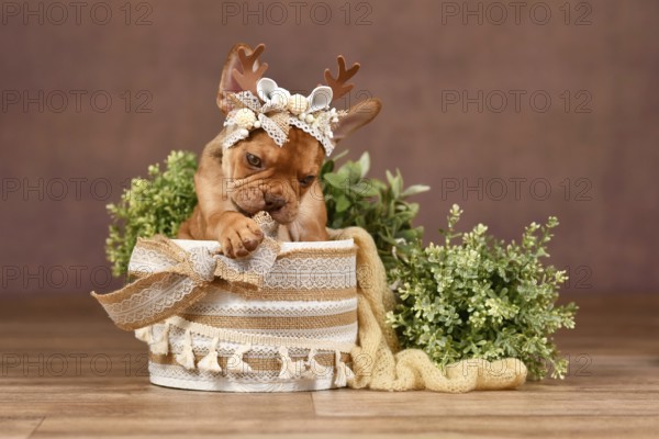 Cute Mokka Sable Maskless French Bulldog puppy with reindeer antlers in box in front of brown background with boho style decoration