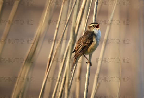 Reed warbler, (Acrocephalus schoenobaenus) singing in reeds, Schleswig-Holstein, Germany