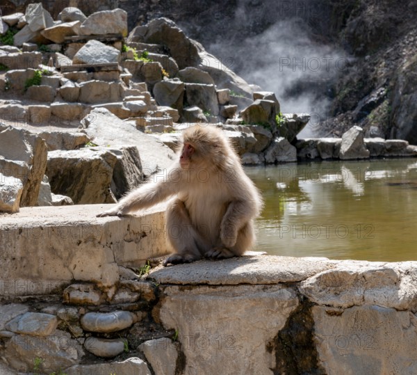 Japanese macaque (Macaca fuscata) sitting on rocks near water, Yamanouchi, Nagano Prefecture, Honshu Island, Japan