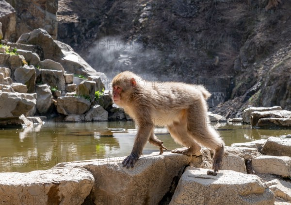 Japanese macaque (macaca fuscata) running on rocks near water, Yamanouchi, Nagano Prefecture, Honshu Island, Japan