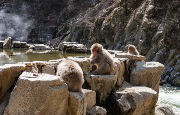 Japanese macaques (Macaca fuscata) sitting on rocks near water, Yamanouchi, Nagano Prefecture, Honshu Island, Japan