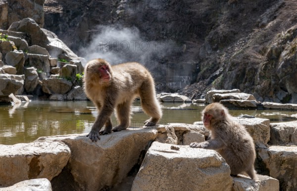 Japanese macaques (Macaca fuscata), on rocks near water, Yamanouchi, Nagano Prefecture, Honshu Island, Japan