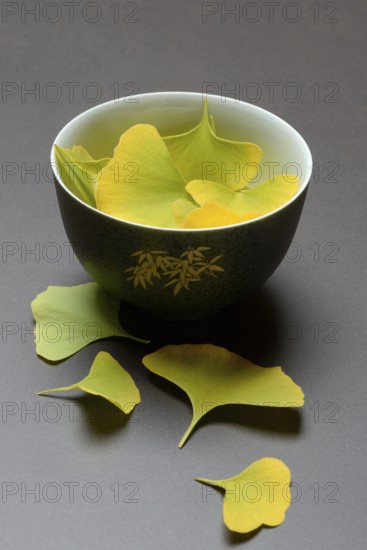 Ginkgo leaves in shell, ginkgo biloba
