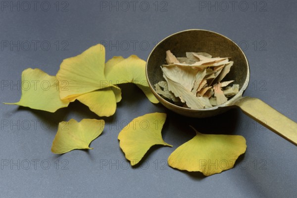 Ginkgo leaves in trowel, ginkgo biloba