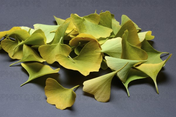 Ginkgo leaves in fall colors, ginkgo biloba