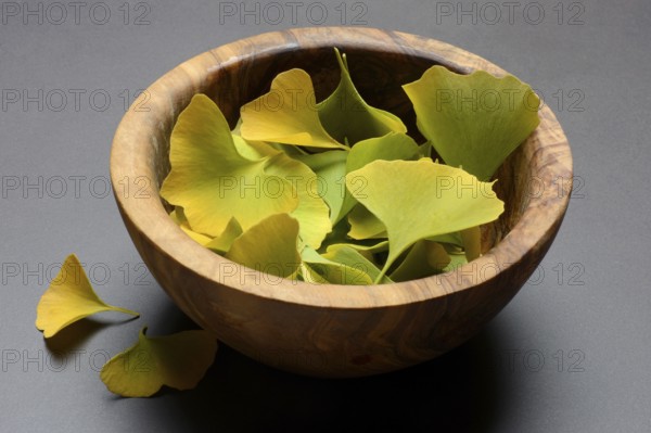 Ginkgo leaves in shell, ginkgo biloba