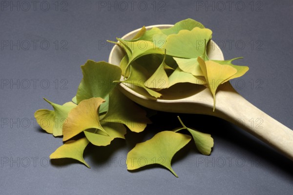 Ginkgo leaves in wooden ladle, ginkgo biloba