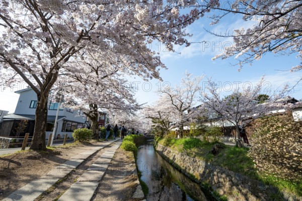 Footpath along a canal, cherry blossoms in spring, Philosopher's Path or Tetsugaku no michi, Kyoto, Japan