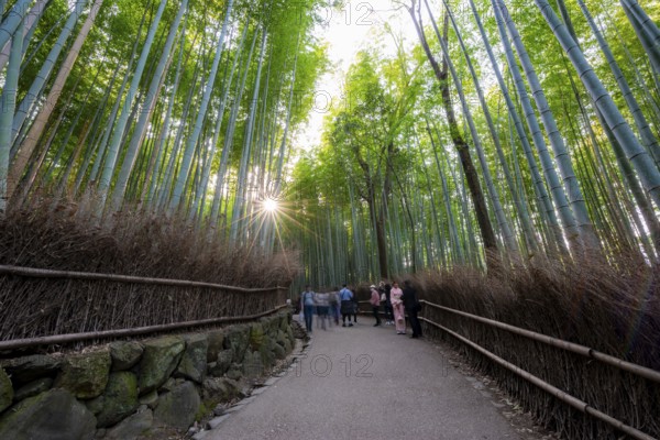 Visitors on their way through bamboo forest, long exposure, towering bamboo stems in Arashiyama bamboo forest, with sun star, Kyoto, Japan