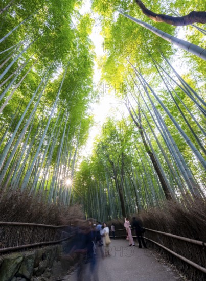 Visitors on their way through bamboo forest, long exposure, towering bamboo stems in Arashiyama bamboo forest, with sun star, Kyoto, Japan
