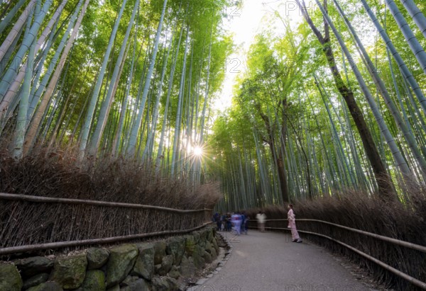 Japanese woman wearing kimono walking through bamboo forest, long exposure, towering bamboo stems in Arashiyama bamboo forest, with sun star, Kyoto, Japan