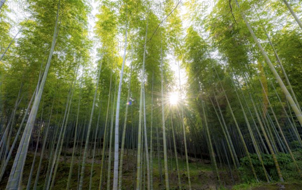 Towering bamboo stems in Arashiyama bamboo forest, with sun star, Kyoto, Japan