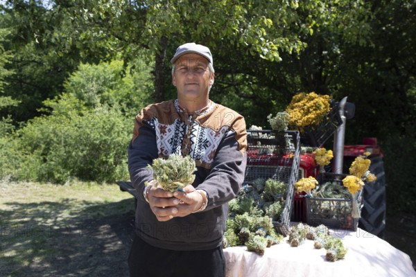 Serbian man, 44 years old, showing Serbian herbs for tea at Lake Vrmdza or natural lake at the foot of Mount Rtanj, Sokobanja, Serbia